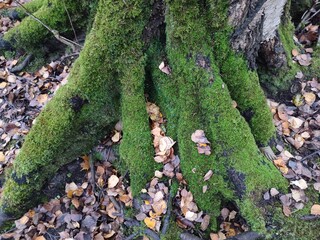 green moss on the roots of the tree