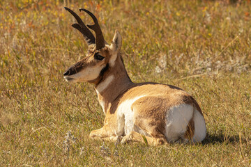 Male pronghorn antelope resting in the grass at Custer State Park in Custer South Dakota © Tracy