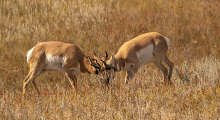 Male pronghorn antelope fighting for dominance at Custer State Park in South Dakota