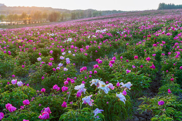 The peony fields at Chagan Lake, Songyuan City, Jilin Province, China