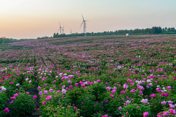 The peony fields at Chagan Lake, Songyuan City, Jilin Province, China