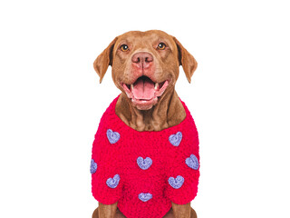 Cute brown dog and red heart. Dog smile. Beautiful greeting card. Closeup, indoors. Studio shot, cut out. Congratulations for family, relatives, loved ones, friends and colleagues. Pets care concept
