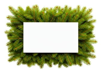 Green fir branches forming a square frame around a white rectangle isolated on transparent background