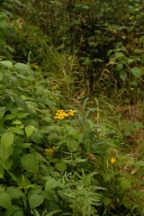 yellow flowers in the forest