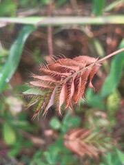 red and yellow flower