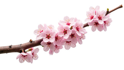Cherry blossoms bloom beautifully on branch, showcasing delicate pink petals and vibrant details. This serene image captures essence of spring