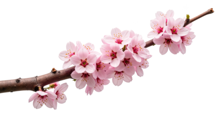 Cherry blossoms bloom beautifully on branch, showcasing delicate pink petals and vibrant details. This serene image captures essence of spring