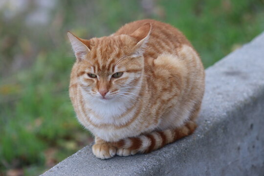 tabby cat portrait - Powered by Adobe