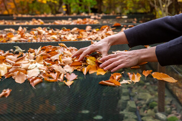 Laub über einem Teich zu Hause entfernen