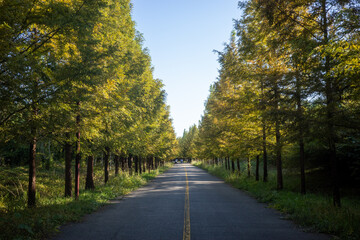 Fototapeta premium road in autumn