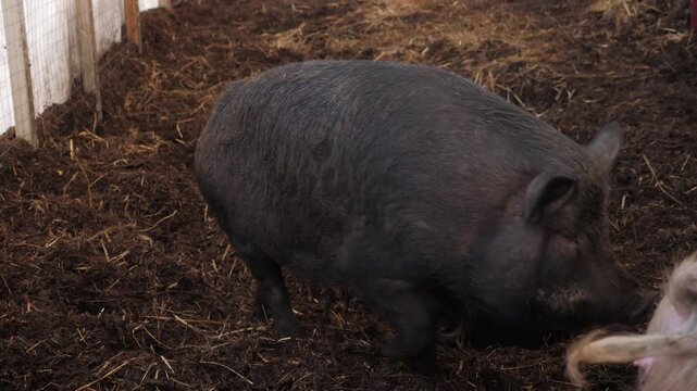 Two black pigs forage and rest on a bed of straw and soil inside a barn enclosure, displaying natural farm animal behavior in a rustic setting.