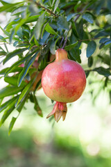 Close-up of ripe organic pomegranate hanging on a tree branch. Punica Granatum, Granado, Melograno, copy space, fruit, leaves, garden, plant, nature, healthy, food, diet, antioxidant, flora, farm