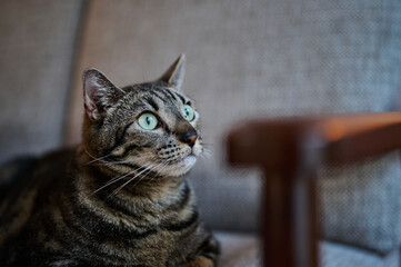 Meeko the Cat Gallery © Cody