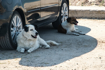 Two abandoned dogs rest under a car, highlighting animal welfare, rescue, and the need for adoption