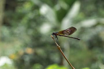Rhinocypha fenestrata fenestrata (Capung batu merah jambu), in its habitat in areas of clear water river.