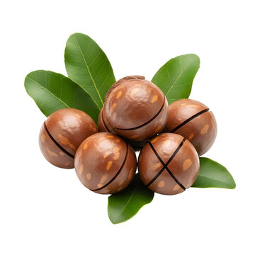 Macadamia nuts with green leaves isolated on transparent background