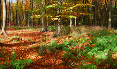Autumn forest with colorful foliage, sunlight through trees and green ferns on the forest floor