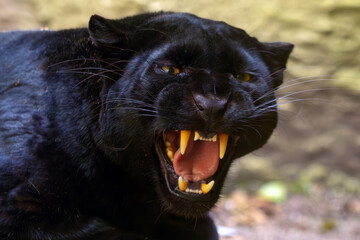 Leopard (Parthera pardus), black leopard with bared teeth, threatening to attack. Typical behavior of a cornered beast. Black panther portrait.
