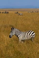 Naklejka premium Plains zebra (Equus quagga), formerly Equus burchellii, a herd of zebras on the Masai Mara plains.