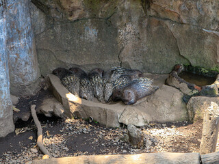 A porcupine rests on a flat rock in a shaded enclosure with mossy stone walls, logs, and scattered...