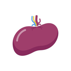 Illustration of a Human Spleen Organ with Blood Vessels.