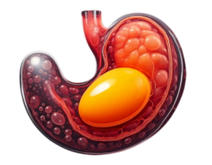 Human Stomach Digesting Egg, Front View, Realistic 3D Vector Illustration, Isolated on Transparent Background PNG
