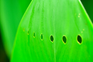 Close up of perforated fresh green Canna Indica leaf, India.