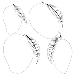 Mango line art vector illustration