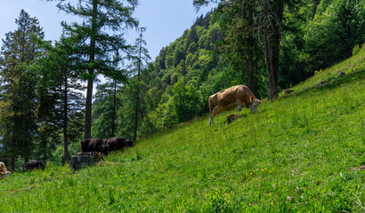 Interlaken city in Switzerland in a sunny day