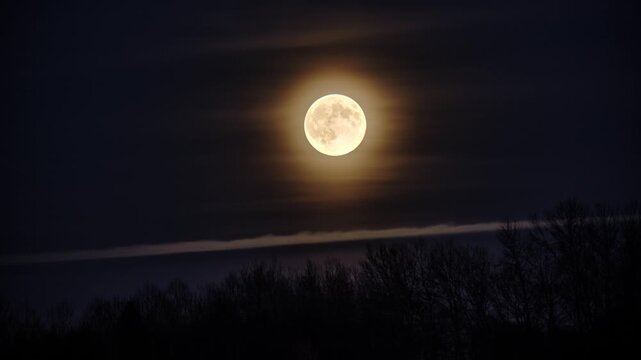 Orange full moon on black night sky.Yellow New Moon rises behind the clouds and trees 