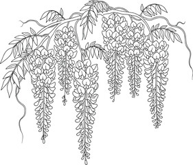 Wisteria flower sketch, cascading blossom cluster, botanical line art, elegant foliage detail, cad drawing, flat vector illustration, black outline © LatifunNahar