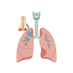 Anatomical Illustration of the Human Respiratory System Organs.