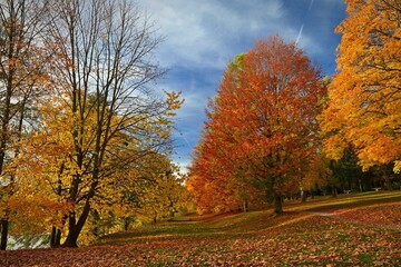 Autumn background with colorful trees. Nature with landscape. Seasonal concept for fall.