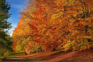 Beautiful colourful autumn landscape in the Czech Republic. Colorful trees in nature in autumn season. Seasonal concept for outdoor activities.