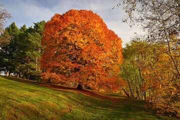 Beautiful colourful autumn landscape in the Czech Republic. Colorful trees in nature in autumn season. Seasonal concept for outdoor activities.