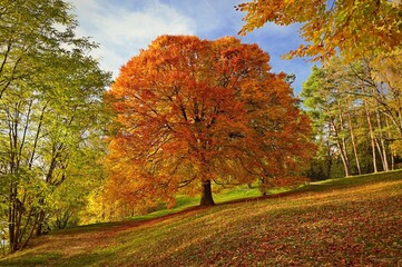Beautiful colourful autumn landscape in the Czech Republic. Colorful trees in nature in autumn season. Seasonal concept for outdoor activities.