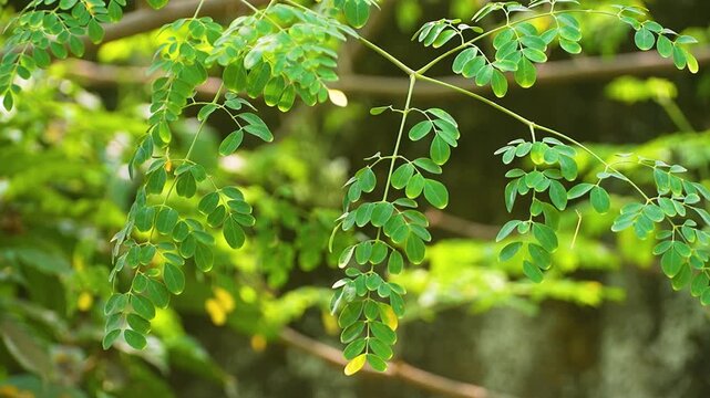 Fresh green Moringa oleifera or Moringa oleifera leaves blowing in the wind. Moringa leaves are widely used for herbal medicine