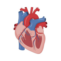 Detailed Human Heart Anatomy Illustration for Medical and Educational Use.
