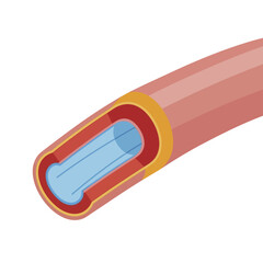 Detailed illustration of a human blood vessel cross section for medical study.