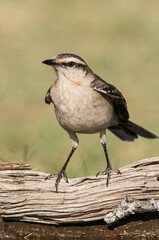 White banded mokingbird, in spinal forest environment , Pampas, Argentina.