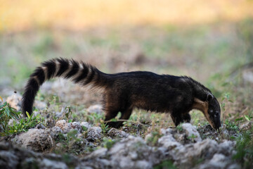 South American Coati,looking for insects,Pantanal,Brazil