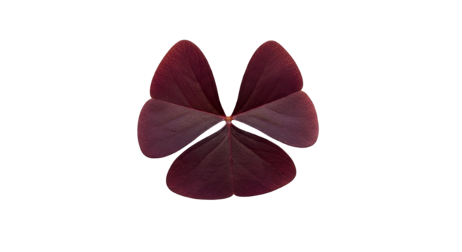 Deep red oxalis shamrock leaf isolated on transparent background - Powered by Adobe