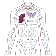 Human Immune System Anatomy Depicting Thymus and Spleen Locations.