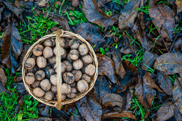Basket of freshly collected walnuts placed on wet autumn leaves on grass in a garden, natural seasonal harvest scene outdoors.