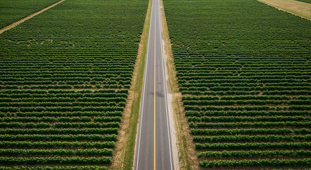 Naklejka premium Road Through Tuscany-Style Vineyard Hills Aerial Photography