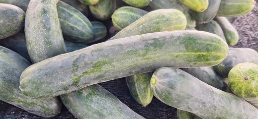 Close-Up of Fresh Harvested Cucumbers in a Pile