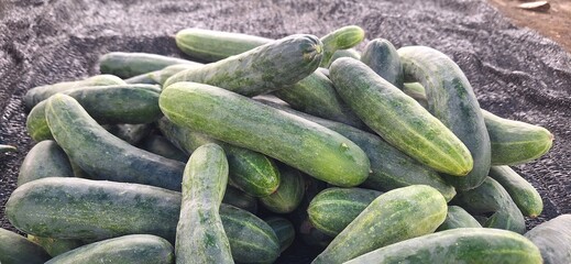 Fresh Harvested Cucumbers Piled Together on the Ground