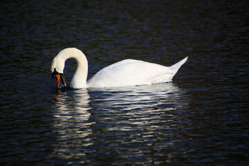 Naklejka premium A view of a Mute Swan in London