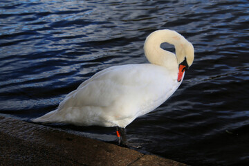 A view of a Mute Swan in London