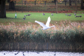 A view of a Mute Swan in London